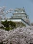 姫路城の桜