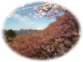松田《西平畑公園の桜まつり》