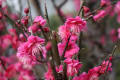 紅梅11日目、2本目としだれ梅開花近し