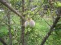 家庭菜園で苗の植え付け～今年は収穫できるように・・・