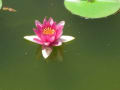 霞ヶ浦公園池の花菖蒲