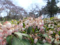 神代植物公園・2012・春・花や風景など