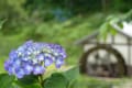 梅雨の里山２０１５　～上谷戸の紫陽花～