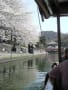 屋形船からの桜