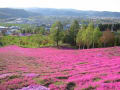 [15]芝桜と町遠景