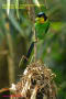 [17]Long-tailed Broadbill13Mar2014-10a-s.jpg