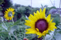 7月　の花・風景　写真