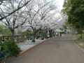 仏生山公園の桜