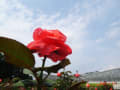 神代植物公園のバラ2021/07/13