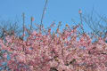 公園の河津桜