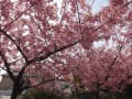 房総半島勝浦市春ひな祭り＠桜（河津桜）祭り