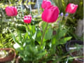 2013年4月花追加