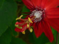 [290]ベニバナトケイソウ0201passiflora_coccinea.jpg