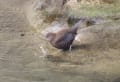 渓流の野鳥