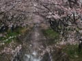 ２０１２桜（大雨の後）