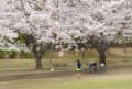 多摩の桜２０２２　～若葉台公園のソメイヨシノ～