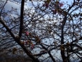 [63]20130223松田ハーブガーデン桜１.jpg