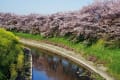 馬見丘陵公園のチュウリップ他