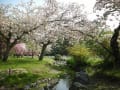 京都御苑の里桜