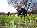 「卒後の居場所つくり」中央公園の菜の花畑の雑草抜き