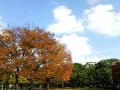 [79]清澄公園 紅葉２