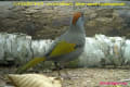 [18]Silver-eared Laughingthrush26Feb2013-04a-s.jpg