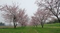 2016/03 雨に煙る坂戸安行桜