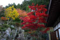 宝徳寺の紅葉