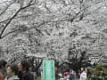 雪景色のモミジバスズカケ　くぬぎ　ヒマラヤスギ　さるすべりなど　その後の冬の状況及び桜開花時期の様子。