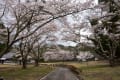 2017/05 信州DC №2 塩嶺峠の桜