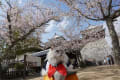 松山城　桜と猫