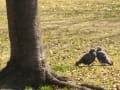 高洲公園の河津桜（めじろ、ひよどり）