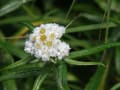 湯の丸高原の花たち