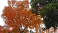 晩秋の水間公園と水間観音散策