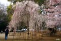 ★花シリーズ★弘法寺の伏姫桜