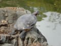 万博記念公園のチューリップとポピー