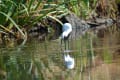 金鱗湖の白鷺(チュウサギ）
