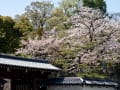 和歌山城の桜2013