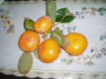 熟れた甘柿にヒヨドリが