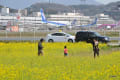 九州写景　春　菜の花畑にて