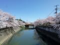 ２０１４年　境川～真間川　満開の桜並木＠市川市