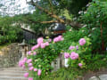 梅雨空に咲く…矢田寺のアジサイ