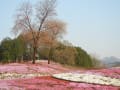 しば桜公園・狐の嫁入り