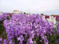 お花摘み（房総半島）-(1)