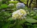 吉野山の紫陽花