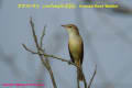 [8]Oriental Reed-Warbler4Oct2011-03p-s.jpg