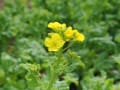 野菜の花たち