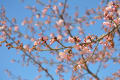 近くの公園の河津桜