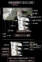 解剖モデル画像の連載