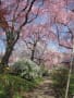 原谷苑の桜＋仁和寺２０１２年